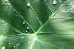 (Like) Water Off a Taro Leaf