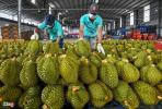 Southeast Asia Durian Paradises
