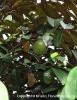 The Sweet Delight of Star Apple: A Tropical Treasure Across Vietnam, Thailand, and the Philippines