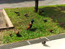 Singapore has a /faʊl/ problem